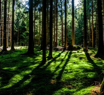 dummy013-360x330 dummy013-360x330