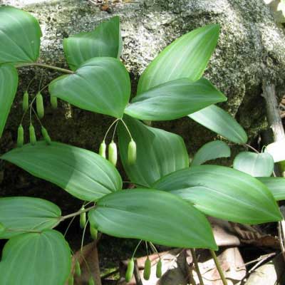 hj3-400x400 hj3-400x400