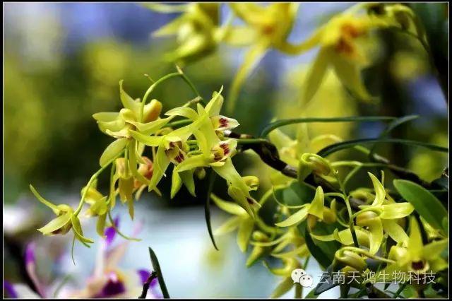 仙草之首 蟲草之上---石斛花 仙草之首 蟲草之上---石斛花