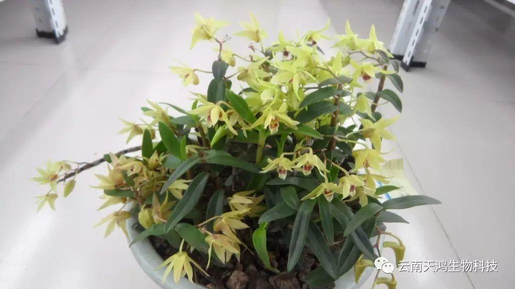 仙草之首 蟲草之上---石斛花 仙草之首 蟲草之上---石斛花