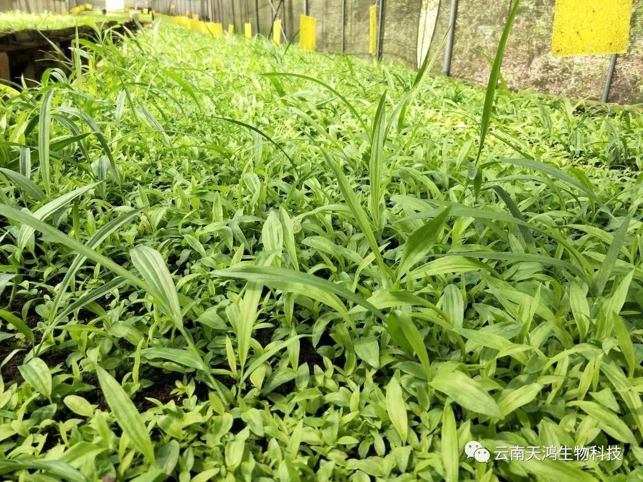 云南天鴻生物白及直播苗、白及瓶苗、白及馴化苗價(jià)格及配圖