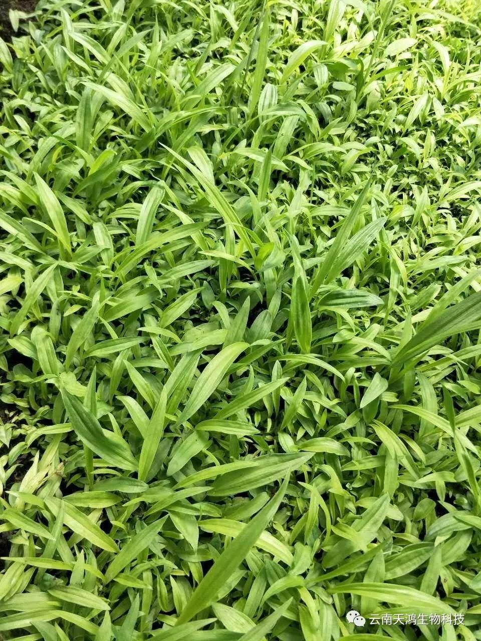 云南天鴻生物白及直播苗、白及瓶苗、白及馴化苗價(jià)格及配圖