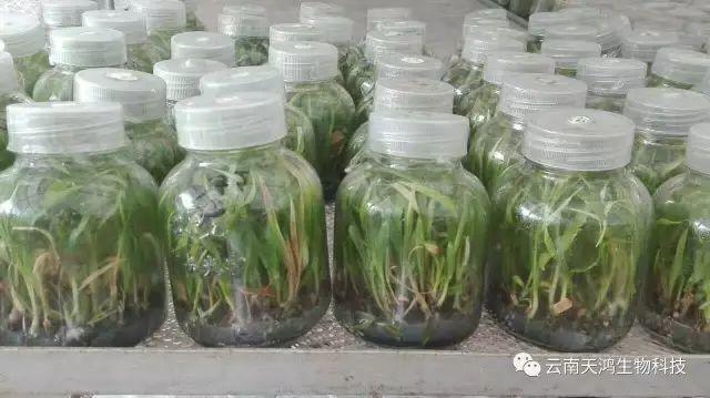 云南天鴻生物白及直播苗、白及瓶苗、白及馴化苗價(jià)格及配圖