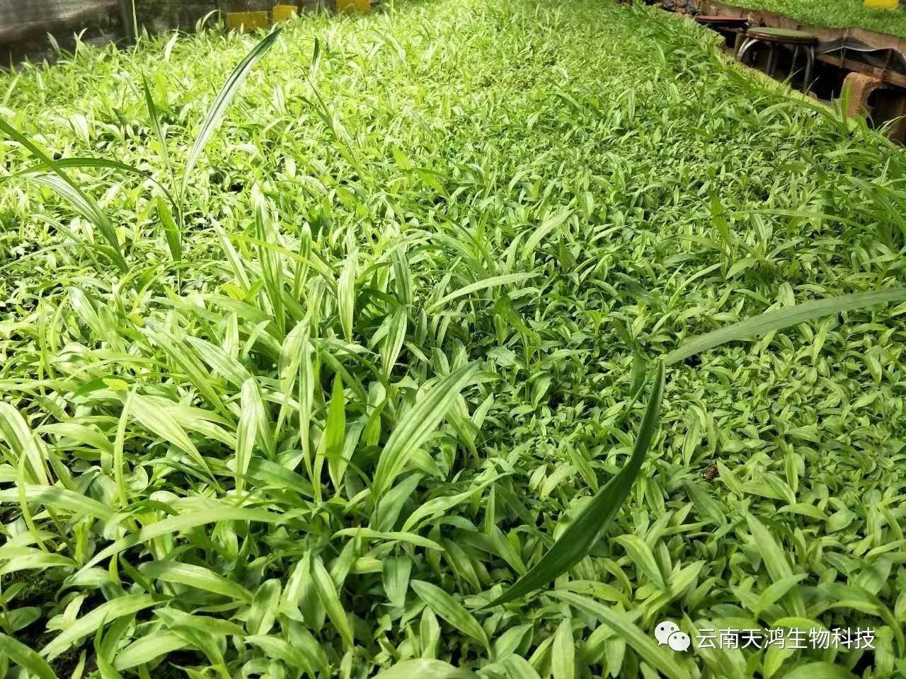 云南天鴻生物白及直播苗、白及瓶苗、白及馴化苗價(jià)格及配圖