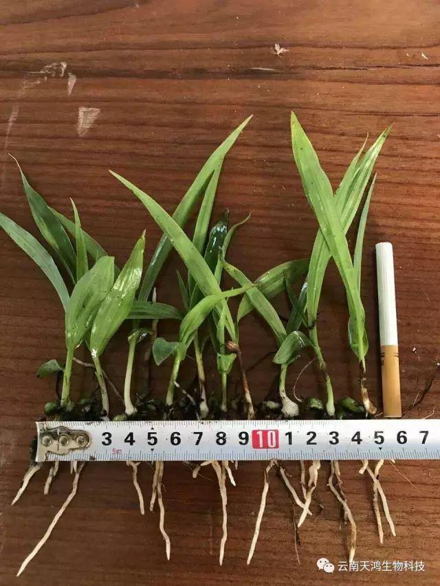 云南天鴻生物白及直播苗、白及瓶苗、白及馴化苗價(jià)格及配圖