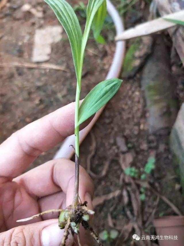 云南天鴻生物白及直播苗、白及瓶苗、白及馴化苗價(jià)格及配圖