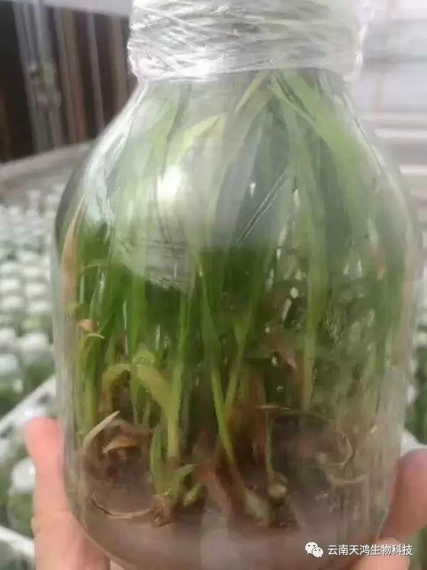 云南天鴻生物白及直播苗、白及瓶苗、白及馴化苗價(jià)格及配圖