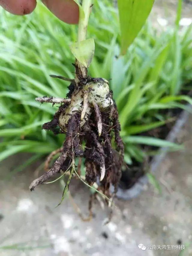 云南天鴻生物白及直播苗、白及瓶苗、白及馴化苗價(jià)格及配圖