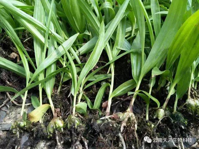 云南天鴻生物白及直播苗、白及瓶苗、白及馴化苗價(jià)格及配圖