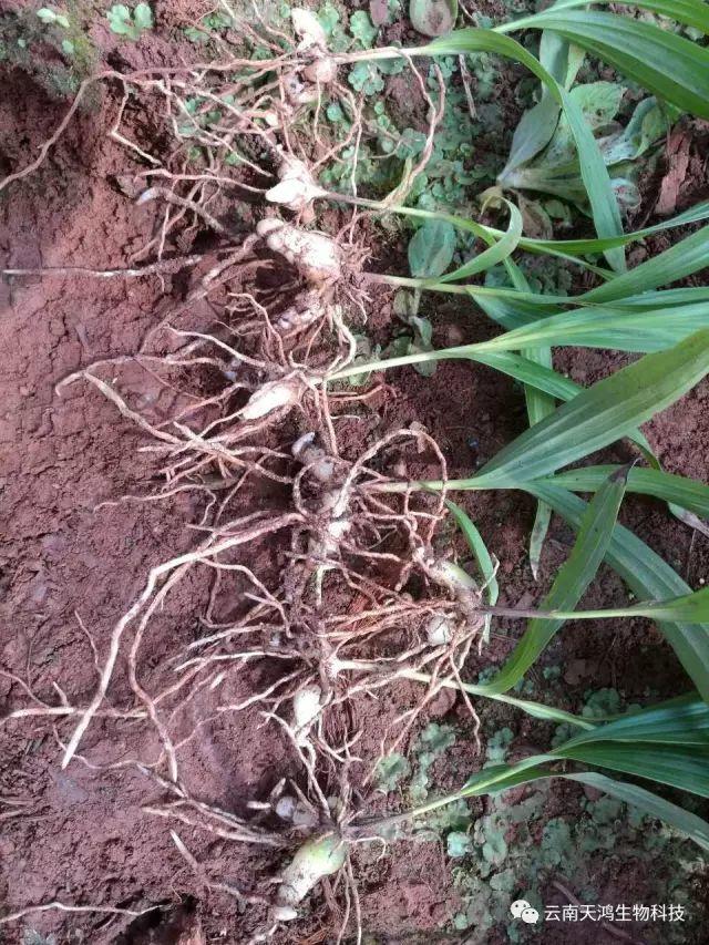 云南天鴻生物白及直播苗、白及瓶苗、白及馴化苗價(jià)格及配圖