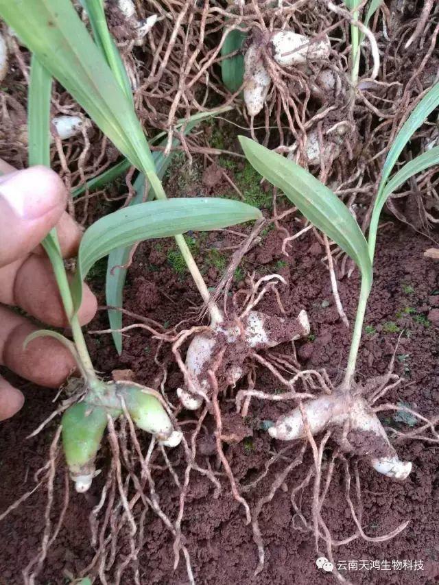 云南天鴻生物白及直播苗、白及瓶苗、白及馴化苗價(jià)格及配圖