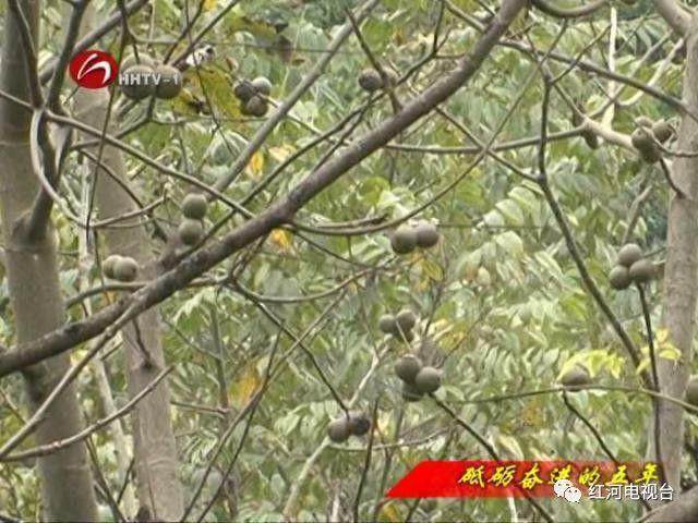 【砥礪奮進(jìn)的五年】彌勒:荒坡地長(zhǎng)出“金疙瘩” 【砥礪奮進(jìn)的五年】彌勒:荒坡地長(zhǎng)出“金疙瘩”