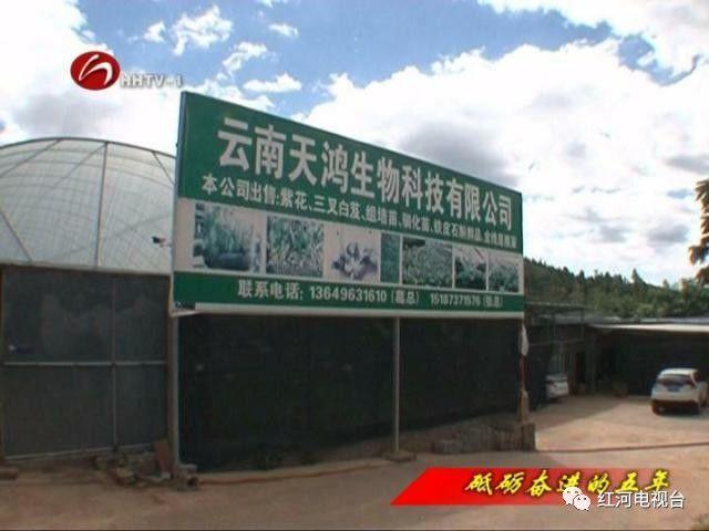 【砥礪奮進(jìn)的五年】彌勒:荒坡地長(zhǎng)出“金疙瘩” 【砥礪奮進(jìn)的五年】彌勒:荒坡地長(zhǎng)出“金疙瘩”