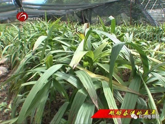 【砥礪奮進(jìn)的五年】彌勒:荒坡地長(zhǎng)出“金疙瘩” 【砥礪奮進(jìn)的五年】彌勒:荒坡地長(zhǎng)出“金疙瘩”