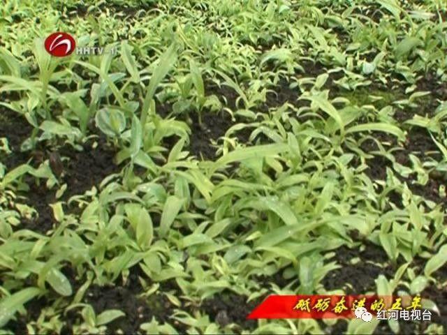 【砥礪奮進(jìn)的五年】彌勒:荒坡地長(zhǎng)出“金疙瘩” 【砥礪奮進(jìn)的五年】彌勒:荒坡地長(zhǎng)出“金疙瘩”