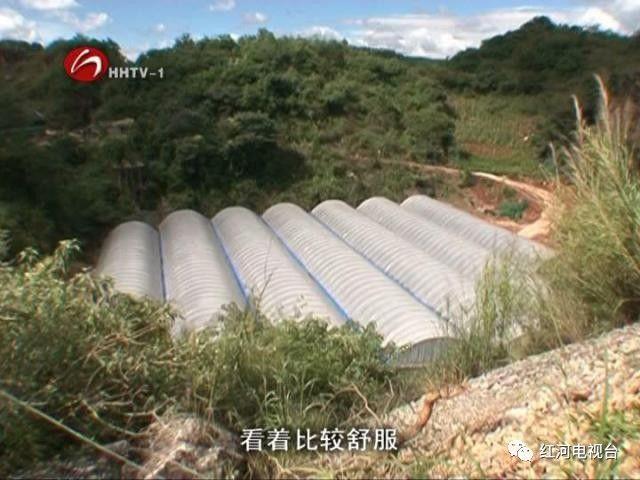 【砥礪奮進(jìn)的五年】彌勒:荒坡地長(zhǎng)出“金疙瘩” 【砥礪奮進(jìn)的五年】彌勒:荒坡地長(zhǎng)出“金疙瘩”