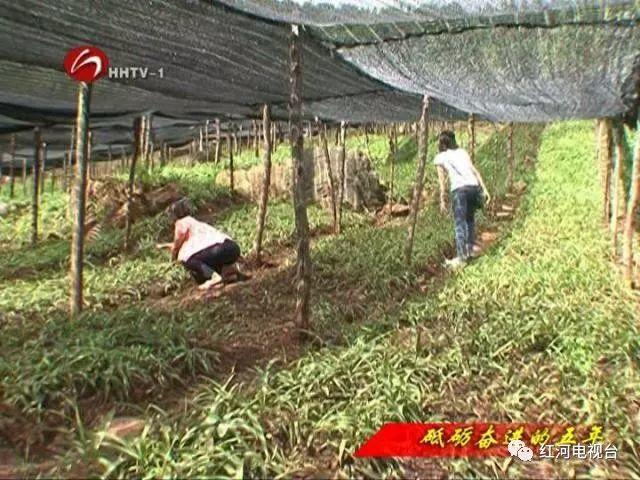 【砥礪奮進(jìn)的五年】彌勒:荒坡地長(zhǎng)出“金疙瘩” 【砥礪奮進(jìn)的五年】彌勒:荒坡地長(zhǎng)出“金疙瘩”