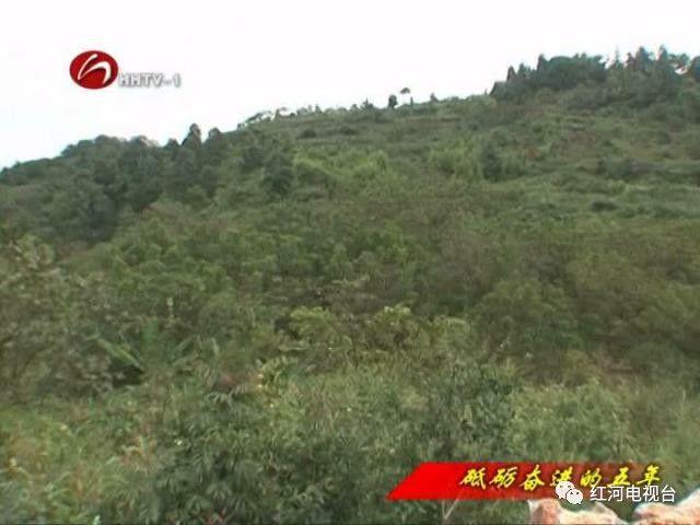 【砥礪奮進(jìn)的五年】彌勒:荒坡地長(zhǎng)出“金疙瘩” 【砥礪奮進(jìn)的五年】彌勒:荒坡地長(zhǎng)出“金疙瘩”
