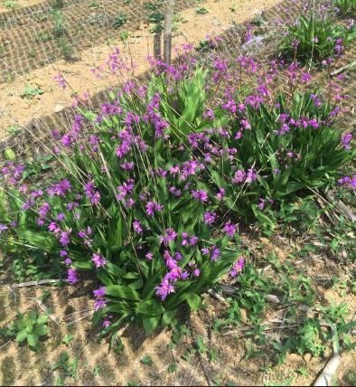 搜索量排名第一的白芨種植前景怎樣？?jī)r(jià)格走勢(shì)如何？