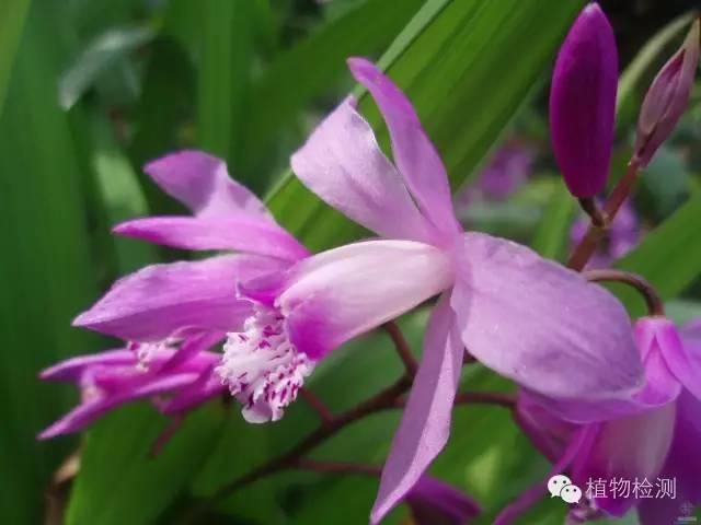 搜索量排名第一的白芨種植前景怎樣？?jī)r(jià)格走勢(shì)如何？