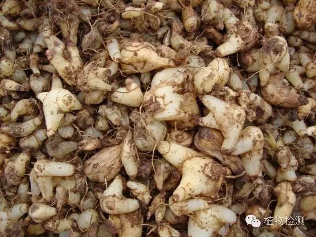 搜索量排名第一的白芨種植前景怎樣？?jī)r(jià)格走勢(shì)如何？