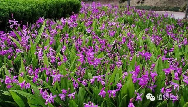 搜索量排名第一的白芨種植前景怎樣？?jī)r(jià)格走勢(shì)如何？