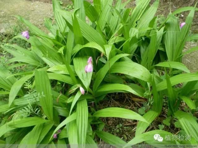 搜索量排名第一的白芨種植前景怎樣？?jī)r(jià)格走勢(shì)如何？