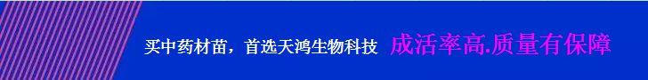 央視七套對“白芨面膜”的真實報道