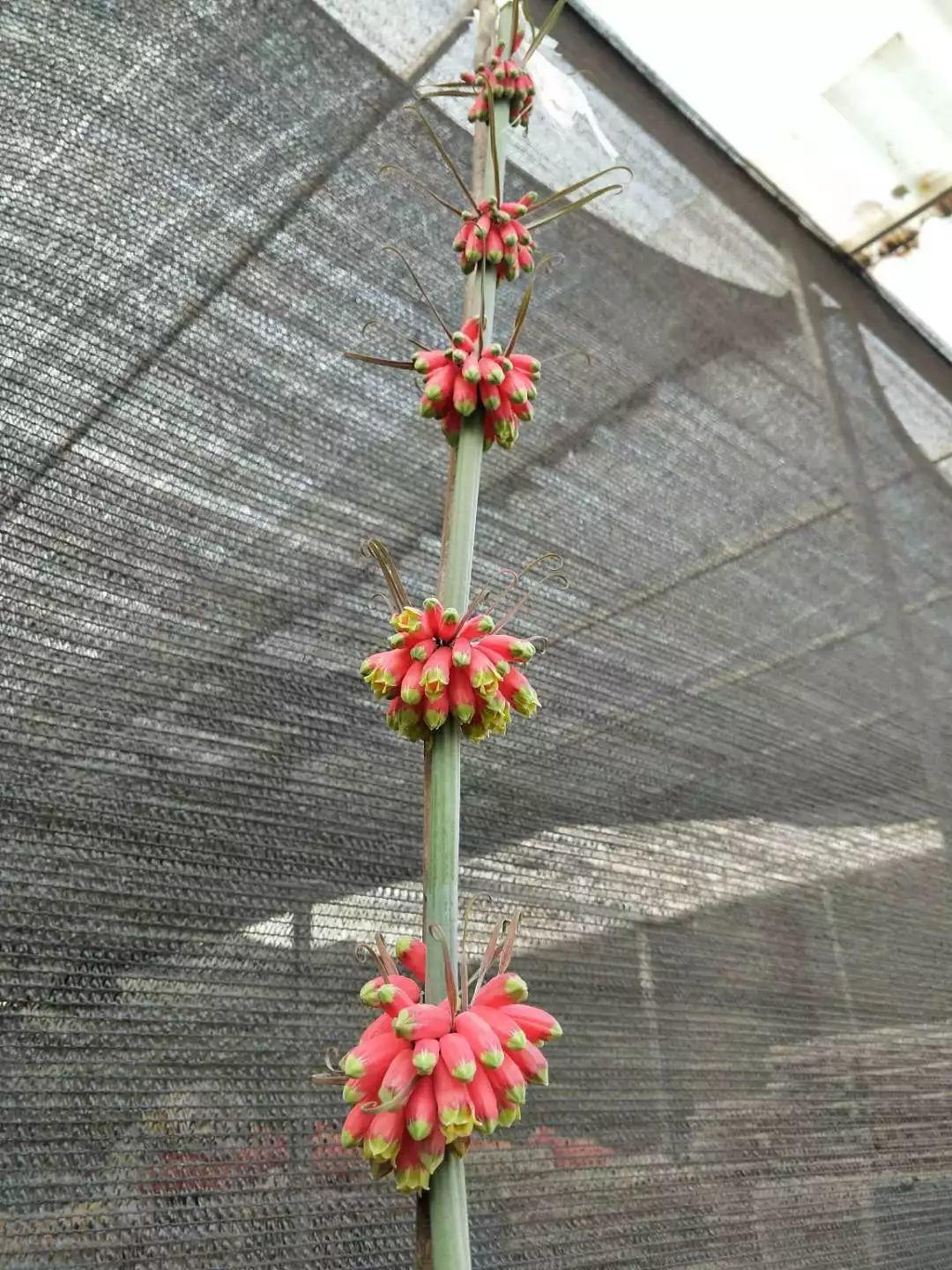 紅花滇黃精，多花黃精種植大全。及苗價(jià)目表及配圖