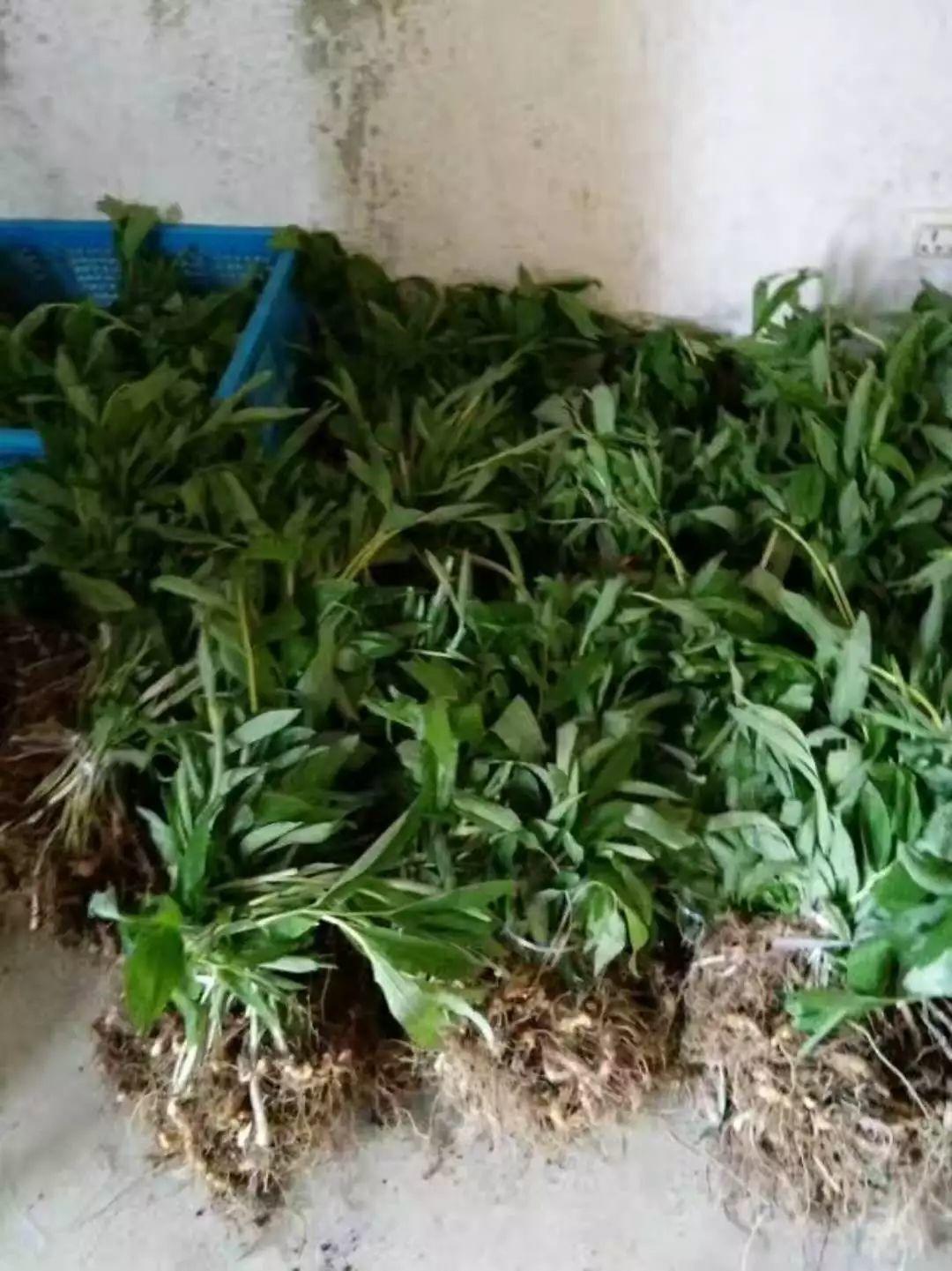 紅花滇黃精，多花黃精種植大全。及苗價(jià)目表及配圖