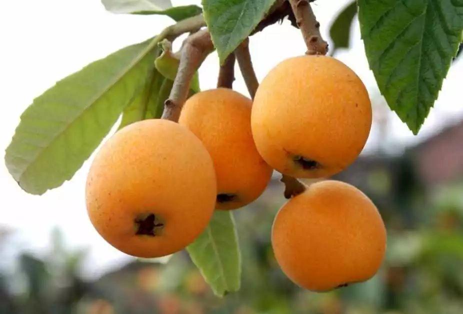藥 食 同 源