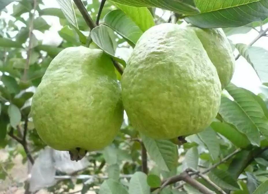藥 食 同 源