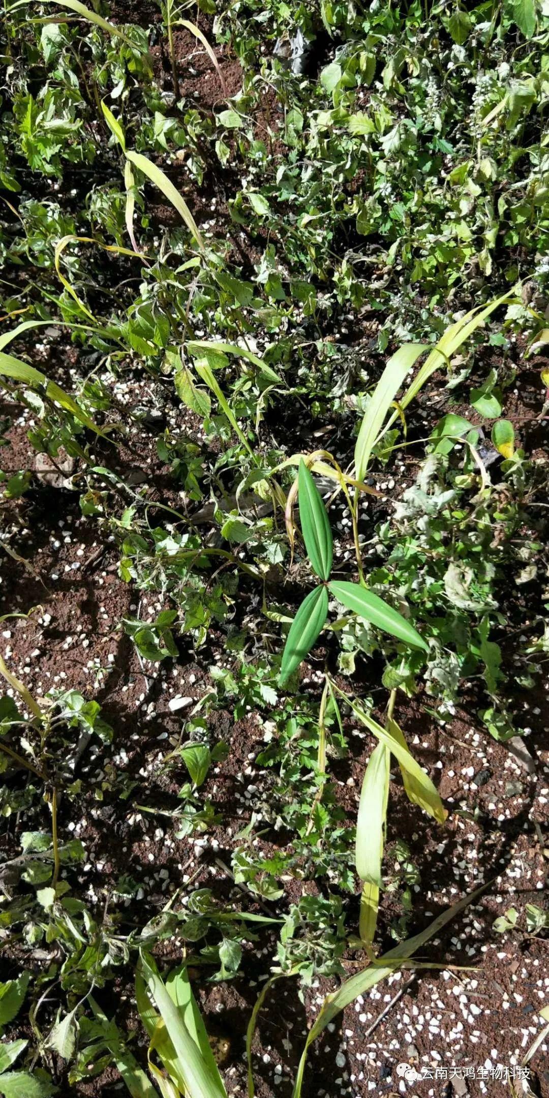 黃精除草劑實(shí)用效果圖